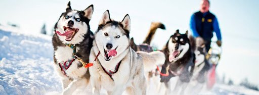 Катание на хаски в Томске. Ultra Подарки. Катание на хаски в Томске. Попробуйте Катание на хаски. Сервис: UltraPodarki.ru 8 800 505 95 30. Катание на хаски Томск, Катание на хаски в Томске, хаски, животные в Томске,