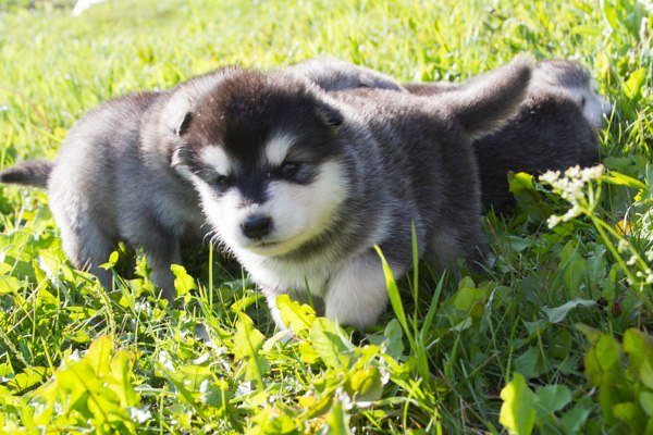 Катание на хаски в Томске. Ultra Подарки. Катание на хаски в Томске. Попробуйте Катание на хаски. Сервис: UltraPodarki.ru 8 800 505 95 30. Катание на хаски Томск, Катание на хаски в Томске, хаски, животные в Томске,