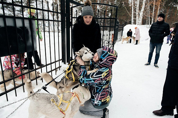 Катание на хаски в Томске. Ultra Подарки. Катание на хаски в Томске. Попробуйте Катание на хаски. Сервис: UltraPodarki.ru 8 800 505 95 30. Катание на хаски Томск, Катание на хаски в Томске, хаски, животные в Томске,