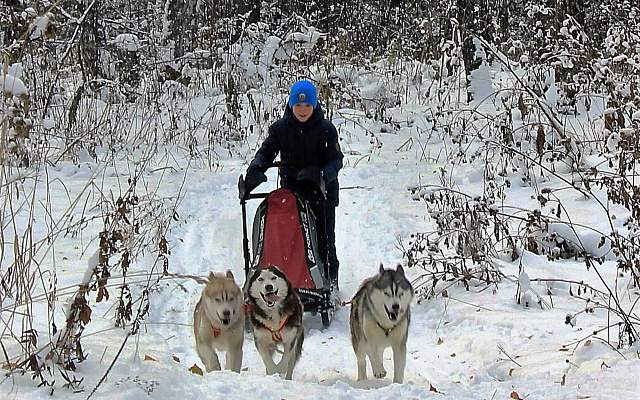 Катание на хаски в Томске. Ultra Подарки. Катание на хаски в Томске. Попробуйте Катание на хаски. Сервис: UltraPodarki.ru 8 800 505 95 30. Катание на хаски Томск, Катание на хаски в Томске, хаски, животные в Томске,