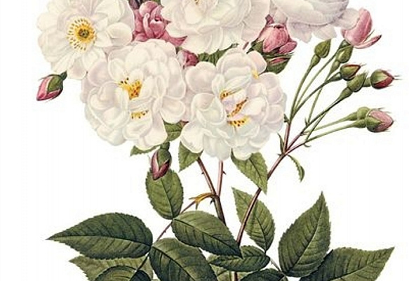 Ботаническая акварель. Подарочные сертификаты Ultra Подарки Томск. Купить оригинальный подарок или подарочный сертификат на Ботаническая акварель. Сервис UltraPodarki.ru Томск 8 800 505 95 30. 