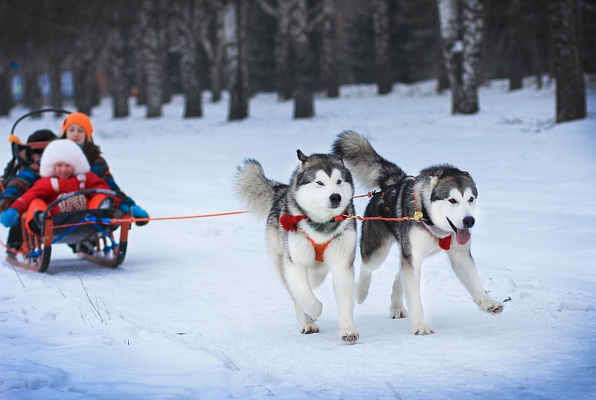 Катание на хаски в Томске. Ultra Подарки. Катание на хаски в Томске. Попробуйте Катание на хаски. Сервис: UltraPodarki.ru 8 800 505 95 30. Катание на хаски Томск, Катание на хаски в Томске, хаски, животные в Томске,