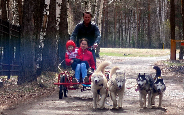 Катание на хаски в Томске. Ultra Подарки. Катание на хаски в Томске. Попробуйте Катание на хаски. Сервис: UltraPodarki.ru 8 800 505 95 30. Катание на хаски Томск, Катание на хаски в Томске, хаски, животные в Томске,