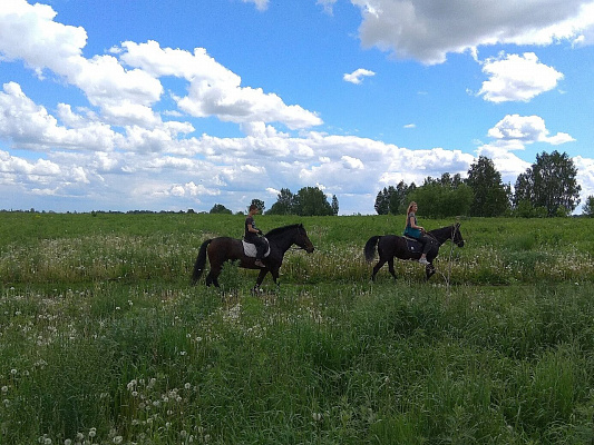 Конная прогулка для двоих в Томске. Подарочные сертификаты Ultra Подарки. Купить оригинальный подарок или подарочный сертификат на Конная прогулка для двоих в Томске. Сервис UltraPodarki.ru 8-800-505-9530. Катание на лошадях, Прогулка на лошади, Прогулка на лошадях для двоих, Конная прогулка для двоих, конный клуб, Конный клуб в Зональном, Конный клуб Казачество, конная прогулка, конная прогулка в Томске