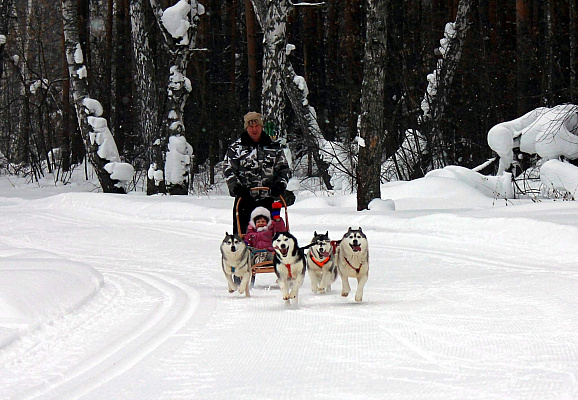 Катание на хаски в Томске. Ultra Подарки. Катание на хаски в Томске. Попробуйте Катание на хаски. Сервис: UltraPodarki.ru 8 800 505 95 30. Катание на хаски Томск, Катание на хаски в Томске, хаски, животные в Томске,