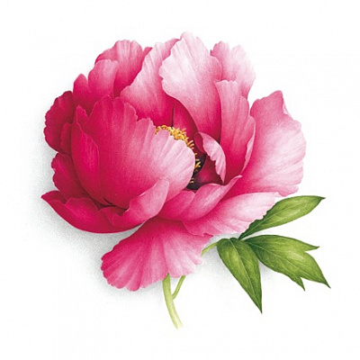 Ботаническая акварель. Подарочные сертификаты Ultra Подарки Томск. Купить оригинальный подарок или подарочный сертификат на Ботаническая акварель. Сервис UltraPodarki.ru Томск 8 800 505 95 30. 