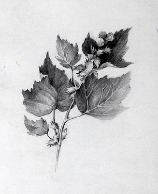 Занятия по основам академического рисунка. Подарочные сертификаты Ultra Подарки Томск. Купить оригинальный подарок или подарочный сертификат на Занятия по основам академического рисунка. Сервис UltraPodarki.ru Томск 8 800 505 95 30. 