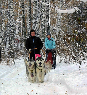 Катание на хаски в Томске. Ultra Подарки. Катание на хаски в Томске. Попробуйте Катание на хаски. Сервис: UltraPodarki.ru 8 800 505 95 30. Катание на хаски Томск, Катание на хаски в Томске, хаски, животные в Томске,