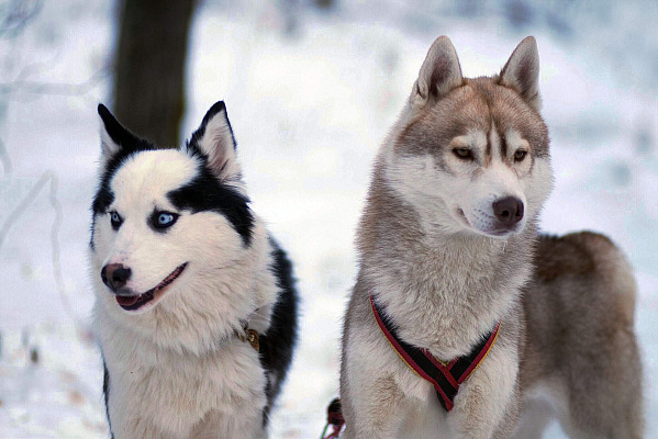 Катание на хаски в Томске. Ultra Подарки. Катание на хаски в Томске. Попробуйте Катание на хаски. Сервис: UltraPodarki.ru 8 800 505 95 30. Катание на хаски Томск, Катание на хаски в Томске, хаски, животные в Томске,