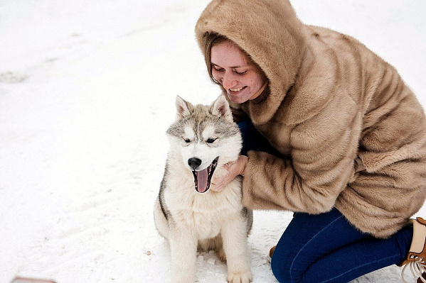 Катание на хаски в Томске. Ultra Подарки. Катание на хаски в Томске. Попробуйте Катание на хаски. Сервис: UltraPodarki.ru 8 800 505 95 30. Катание на хаски Томск, Катание на хаски в Томске, хаски, животные в Томске,