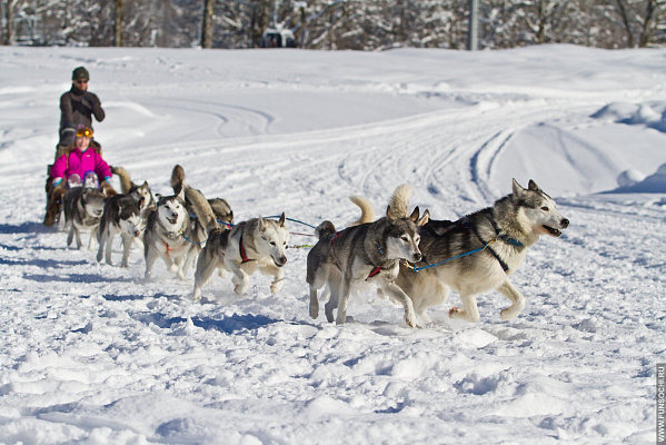 Катание на хаски в Томске. Ultra Подарки. Катание на хаски в Томске. Попробуйте Катание на хаски. Сервис: UltraPodarki.ru 8 800 505 95 30. Катание на хаски Томск, Катание на хаски в Томске, хаски, животные в Томске,
