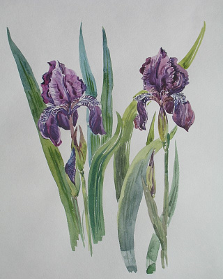 Ботаническая акварель. Подарочные сертификаты Ultra Подарки Томск. Купить оригинальный подарок или подарочный сертификат на Ботаническая акварель. Сервис UltraPodarki.ru Томск 8 800 505 95 30. 