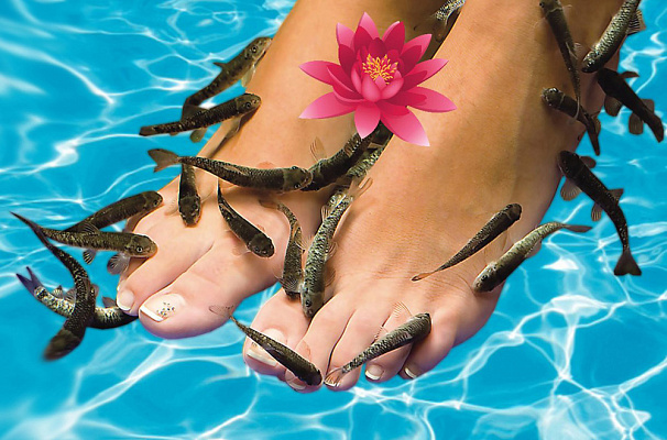 Пилинг рыбками Гарра Руфа в Томске. SPA салон Нептун. Пилинг рыбками – модная и эффективная процедура очищения кожи от ороговевших частиц. Показания и противопоказания к fish пилингу, цена в Томске на пилинг Гарра Руфа. ULTRA ПОДАРКИ т. 8-800-505-95-30. гарра руфа, гарра руфа Томск, гарра руфа купить, рыбки гарра руфа, рыбки гарра руфа купить, гарра руфа пилинг, пилинг, салон гарра руфа, рыбка пилинг, пилинг купить, пилинг рыбками гарра