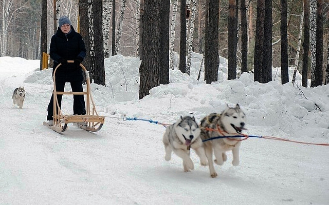 Катание на хаски в Томске. Ultra Подарки. Катание на хаски в Томске. Попробуйте Катание на хаски. Сервис: UltraPodarki.ru 8 800 505 95 30. Катание на хаски Томск, Катание на хаски в Томске, хаски, животные в Томске,