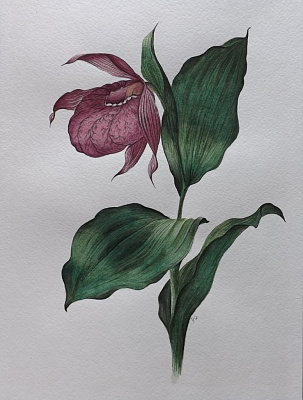 Ботаническая акварель. Подарочные сертификаты Ultra Подарки Томск. Купить оригинальный подарок или подарочный сертификат на Ботаническая акварель. Сервис UltraPodarki.ru Томск 8 800 505 95 30. 