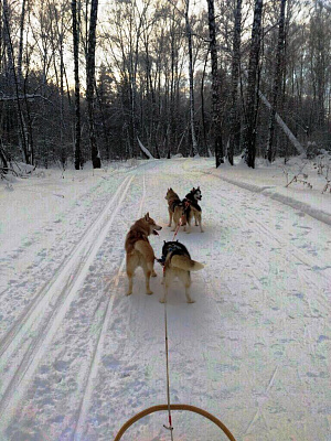 Катание на хаски в Томске. Ultra Подарки. Катание на хаски в Томске. Попробуйте Катание на хаски. Сервис: UltraPodarki.ru 8 800 505 95 30. Катание на хаски Томск, Катание на хаски в Томске, хаски, животные в Томске,