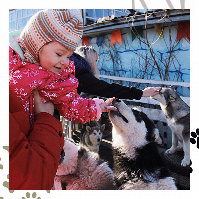 Катание на хаски в Томске. Ultra Подарки. Катание на хаски в Томске. Попробуйте Катание на хаски. Сервис: UltraPodarki.ru 8 800 505 95 30. Катание на хаски Томск, Катание на хаски в Томске, хаски, животные в Томске,