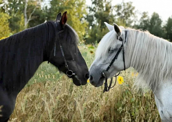 Конная прогулка для двоих в Томске. Подарочные сертификаты Ultra Подарки. Купить оригинальный подарок или подарочный сертификат на Конная прогулка для двоих в Томске. Сервис UltraPodarki.ru 8-800-505-9530. Катание на лошадях, Прогулка на лошади, Прогулка на лошадях для двоих, Конная прогулка для двоих, конный клуб, Конный клуб в Зональном, Конный клуб Казачество, конная прогулка, конная прогулка в Томске